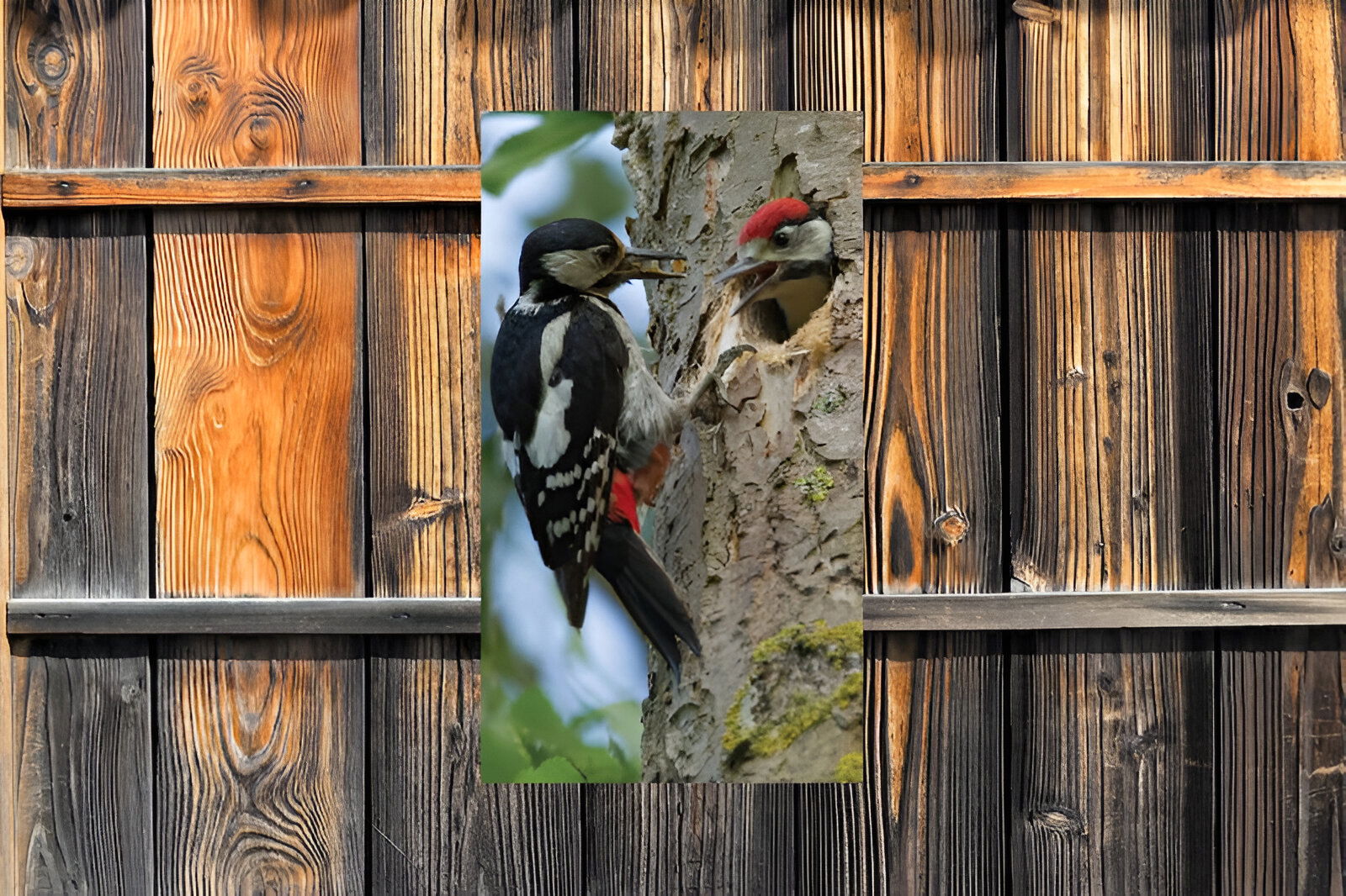 https://cdn.warentuin.nl/media/catalog/product/S/C/SCAN8720966702603_01_customize_it_tuinschilderijen_spechten_70x13_e500.jpg