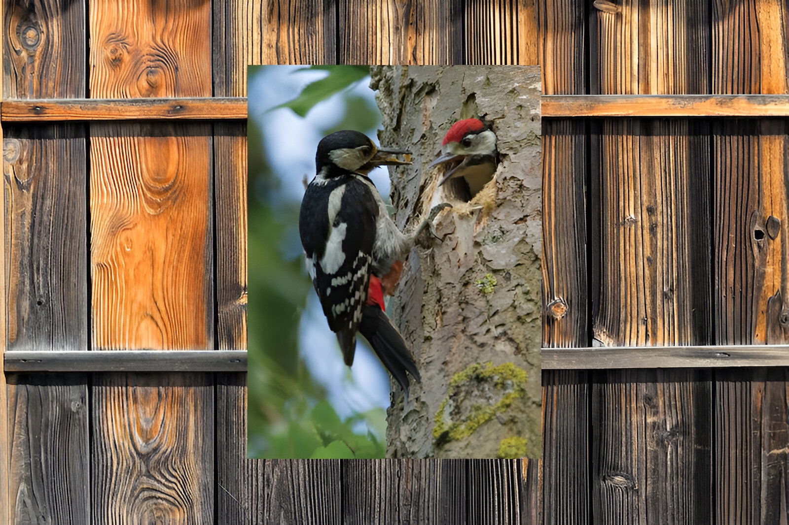 https://cdn.warentuin.nl/media/catalog/product/S/C/SCAN8720966702610_01_customize_it_tuinschilderijen_spechten_50x70_df03.jpg