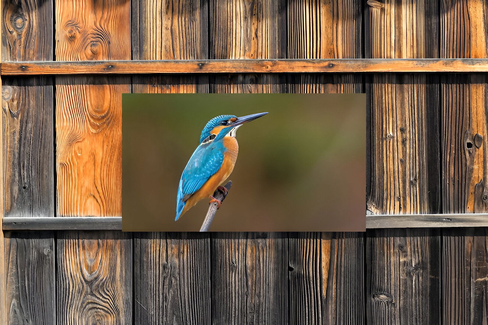 https://cdn.warentuin.nl/media/catalog/product/S/C/SCAN8720966702627_01_customize_it_tuinschilderijen_ijsvogel_130x7_9cdb.jpg