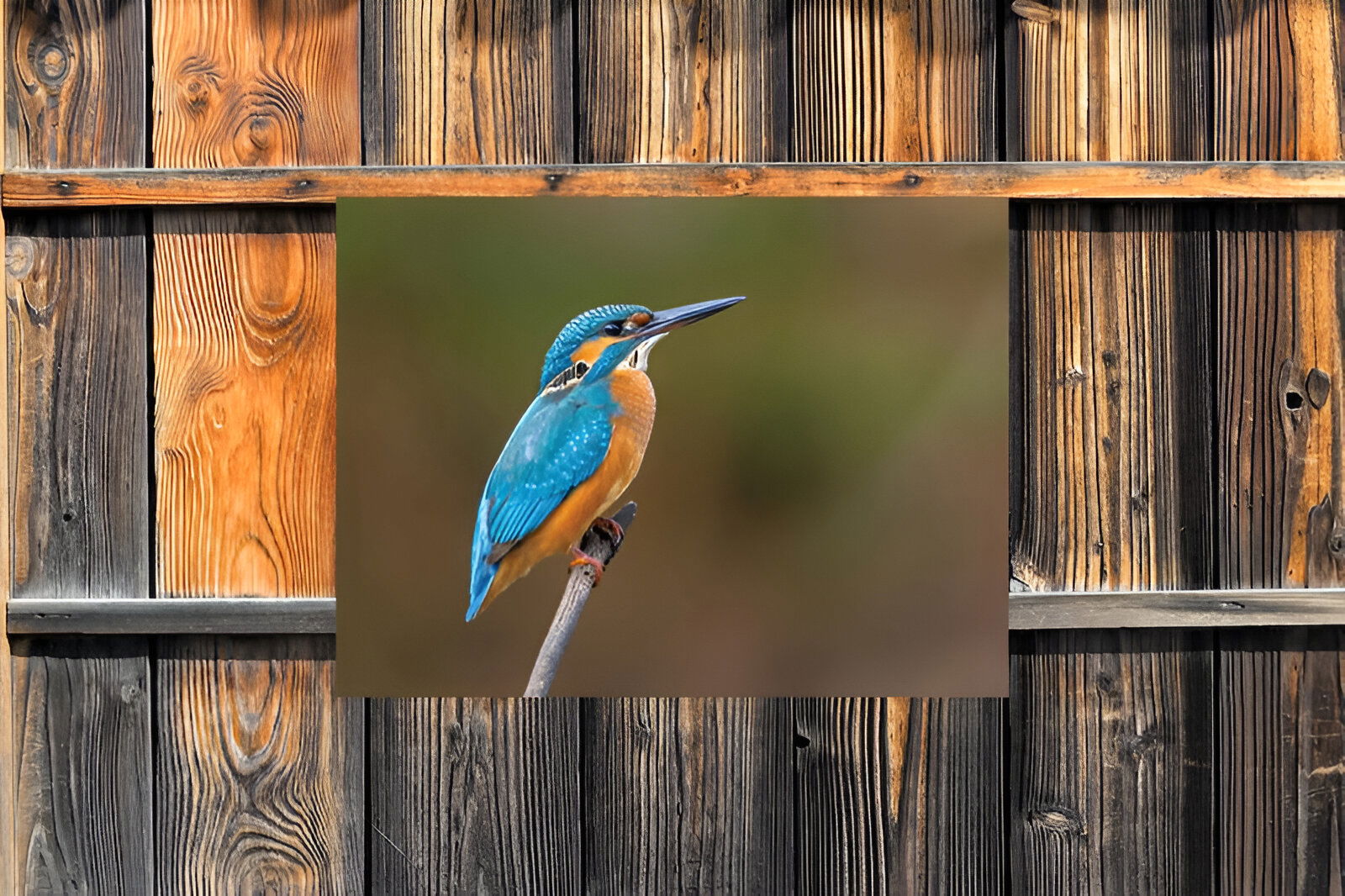 https://cdn.warentuin.nl/media/catalog/product/S/C/SCAN8720966702634_01_customize_it_tuinschilderijen_ijsvogel_70x50_8388.jpg