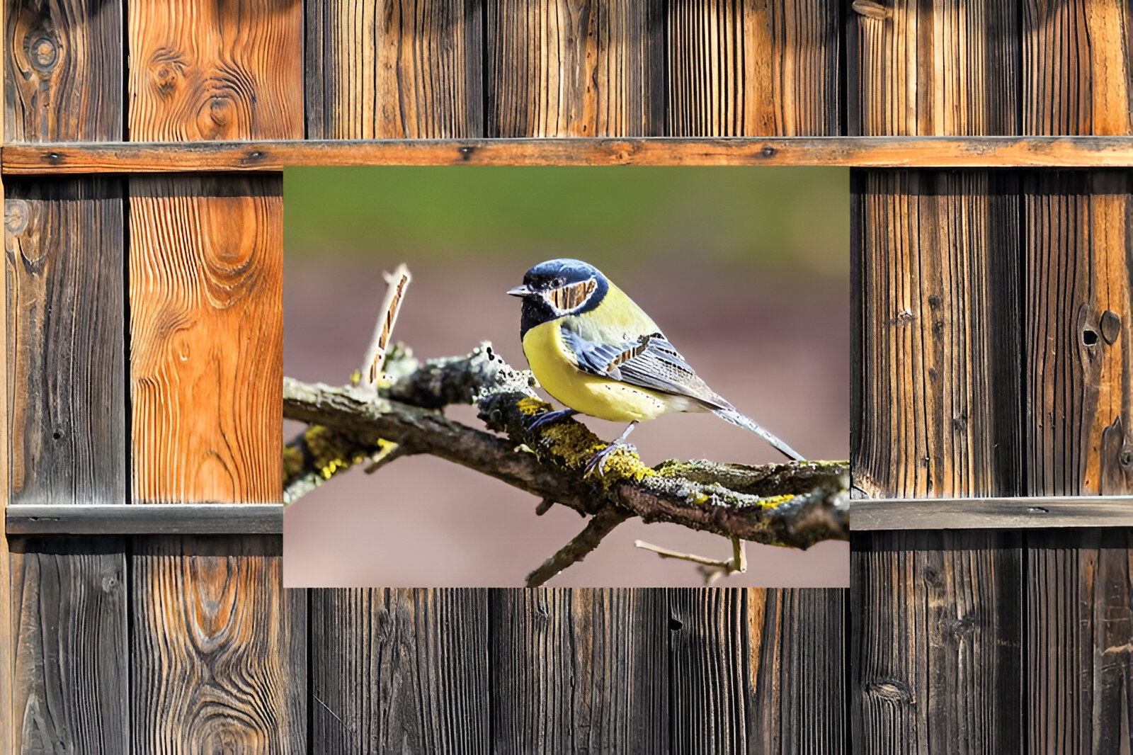 https://cdn.warentuin.nl/media/catalog/product/S/C/SCAN8720966702658_01_customize_it_tuinschilderijen_koolmees_tak_7_102d.jpg