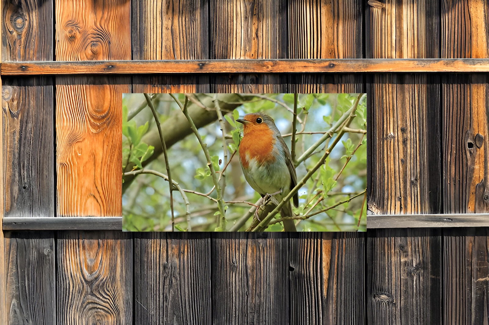 https://cdn.warentuin.nl/media/catalog/product/S/C/SCAN8720966702665_01_customize_it_tuinschilderijen_roodborst_130x_b251.jpg