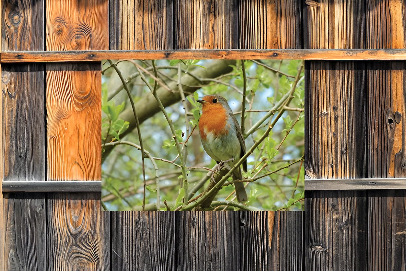 https://cdn.warentuin.nl/media/catalog/product/S/C/SCAN8720966702672_01_customize_it_tuinschilderijen_roodborst_70x5_cf1c.jpg