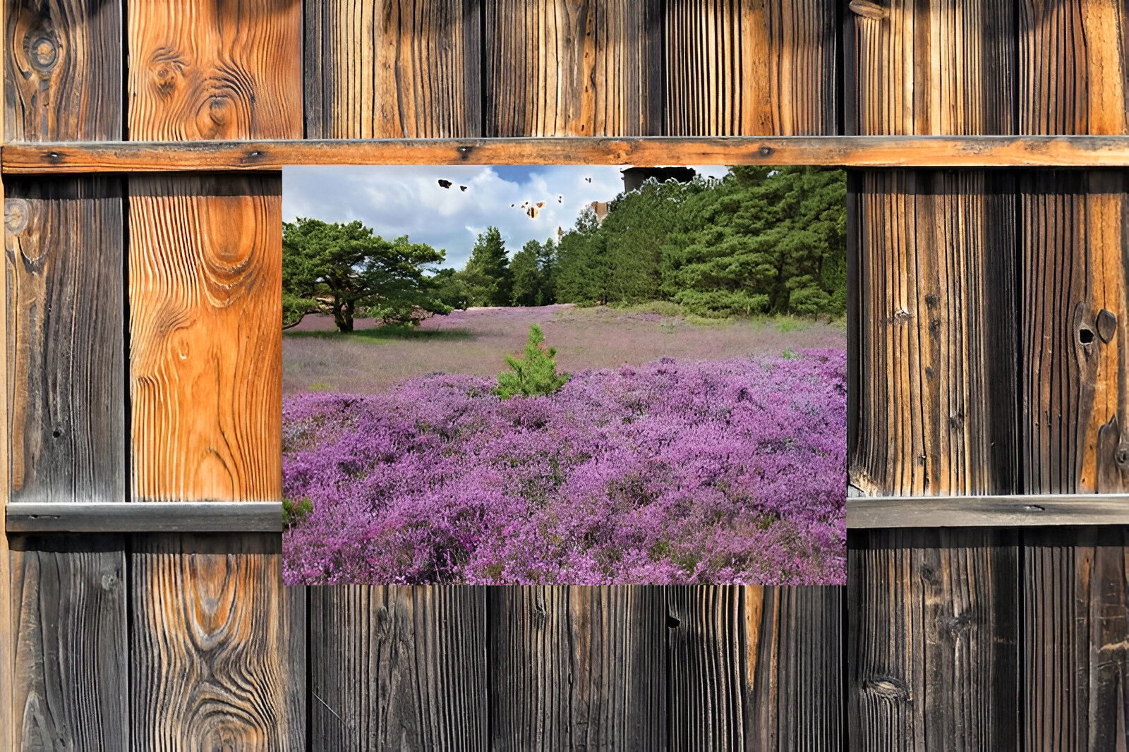 https://cdn.warentuin.nl/media/catalog/product/S/C/SCAN8720966702788_01_customize_it_tuinschilderijen_paars_heidevel_dafc.jpg