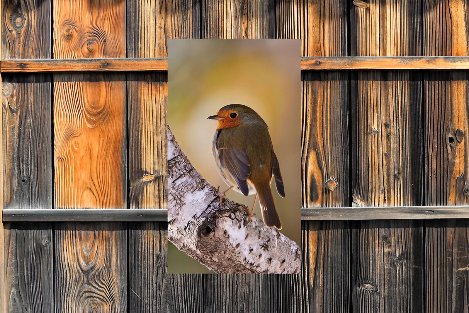 https://cdn.warentuin.nl/media/catalog/product/S/C/SCAN8720966702795_01_customize_it_tuinschilderijen_roodborst_berk_3c99.jpg