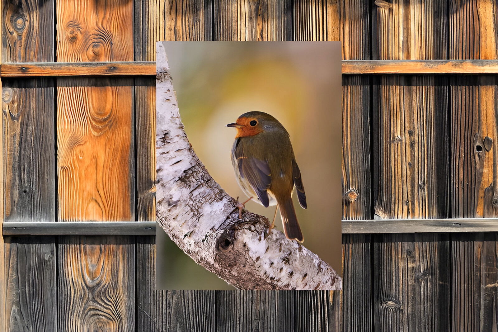https://cdn.warentuin.nl/media/catalog/product/S/C/SCAN8720966702801_01_customize_it_tuinschilderijen_roodborst_berk_735a.jpg