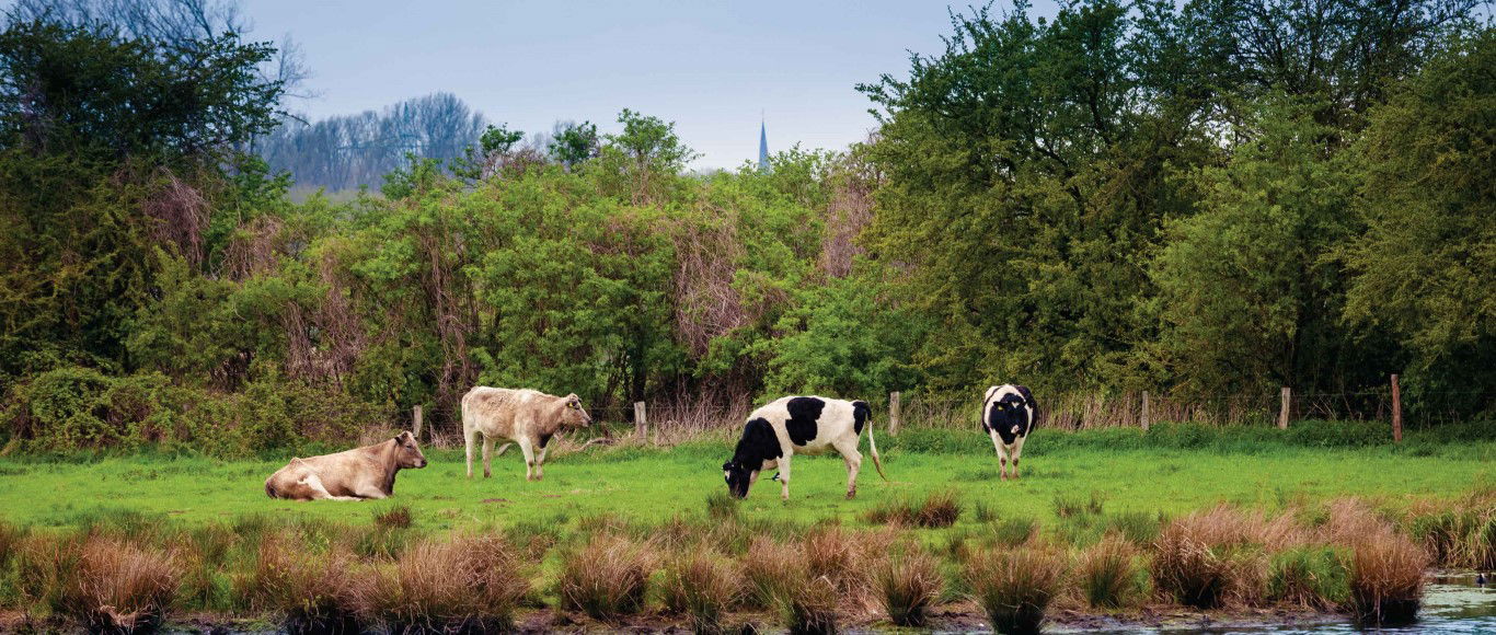 https://cdn.warentuin.nl/media/catalog/product/S/C/SCAN8720966702948_polder_130x50cm_tuinschilderij_customize_it_4692.jpg
