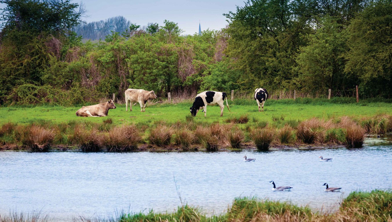 https://cdn.warentuin.nl/media/catalog/product/S/C/SCAN8720966702955_polder_130x70cm_tuinschilderij_customize_it_a33a.jpg