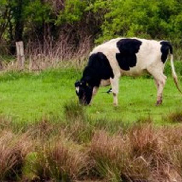 https://cdn.warentuin.nl/media/catalog/product/S/C/SCAN8720966702979_01_tuindoek_polder_210x140cm_customize_it_62b2.jpg