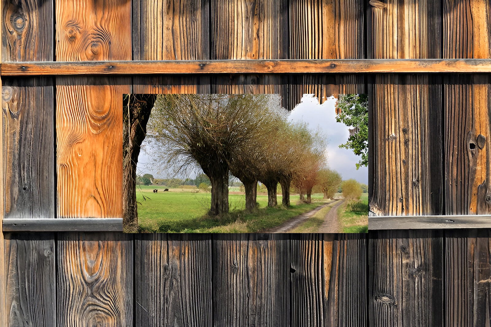 https://cdn.warentuin.nl/media/catalog/product/S/C/SCAN8720966703167_01_customize_it_tuinschilderijen_knotwilgen_pad_9f5c.jpg