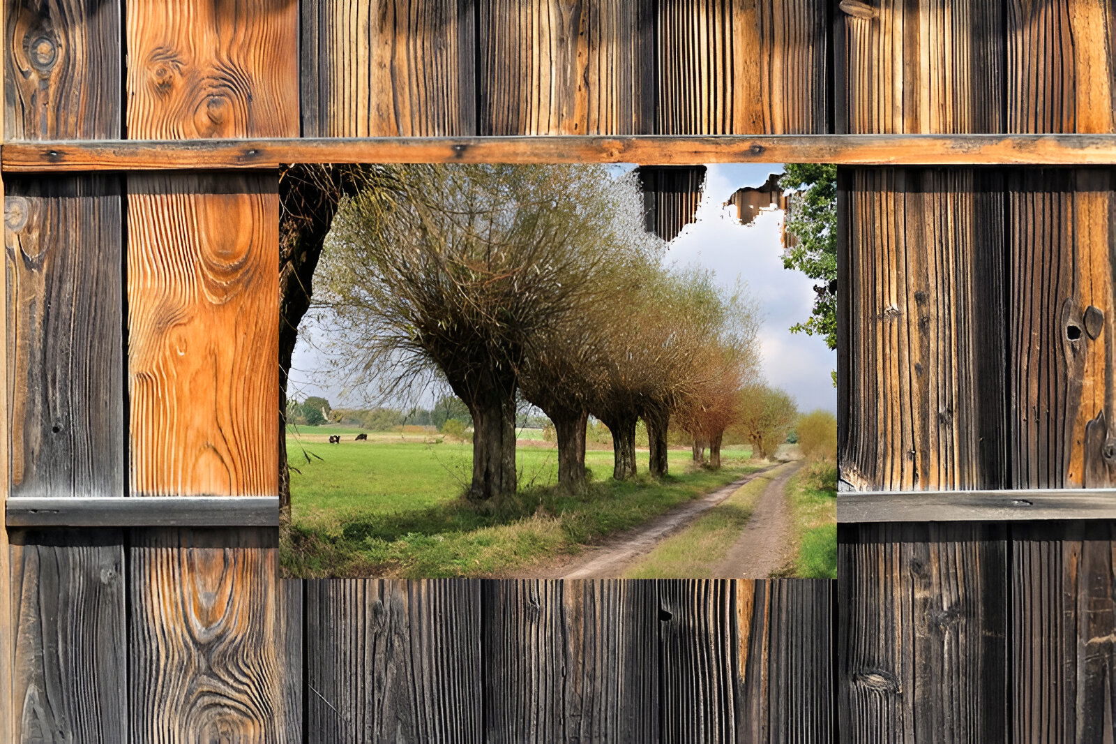 https://cdn.warentuin.nl/media/catalog/product/S/C/SCAN8720966703198_01_customize_it_tuinschilderijen_knotwilgen_pad_b030.jpg