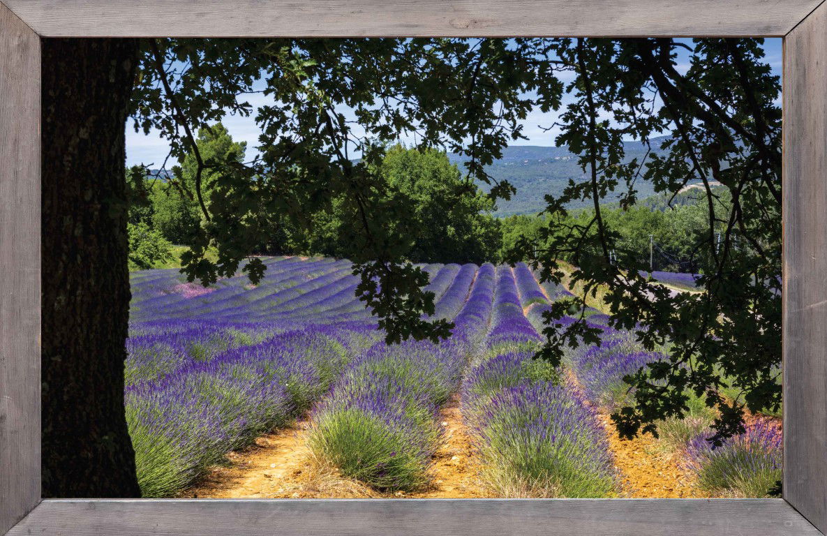 https://cdn.warentuin.nl/media/catalog/product/S/C/SCAN8720966703471_lijst_ht_lavendelveld_140x90cm_tuindoek_customize_it_f2ce.jpg