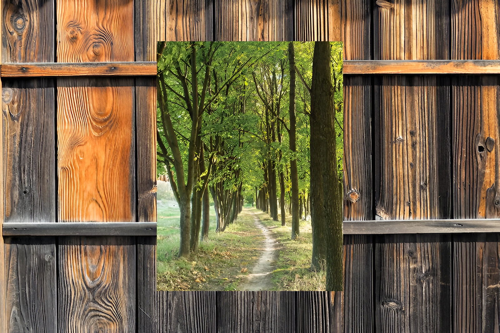 https://cdn.warentuin.nl/media/catalog/product/S/C/SCAN8720966703617_01_customize_it_tuinschilderijen_bomen_pad_50x7_6bb2.jpg