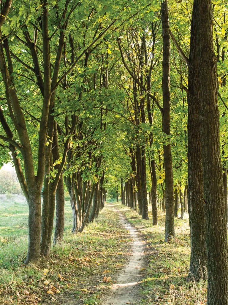 https://cdn.warentuin.nl/media/catalog/product/S/C/SCAN8720966703617_bomen_pad_50x70cm_tuinschilderij_customize_it_ab5c.jpg