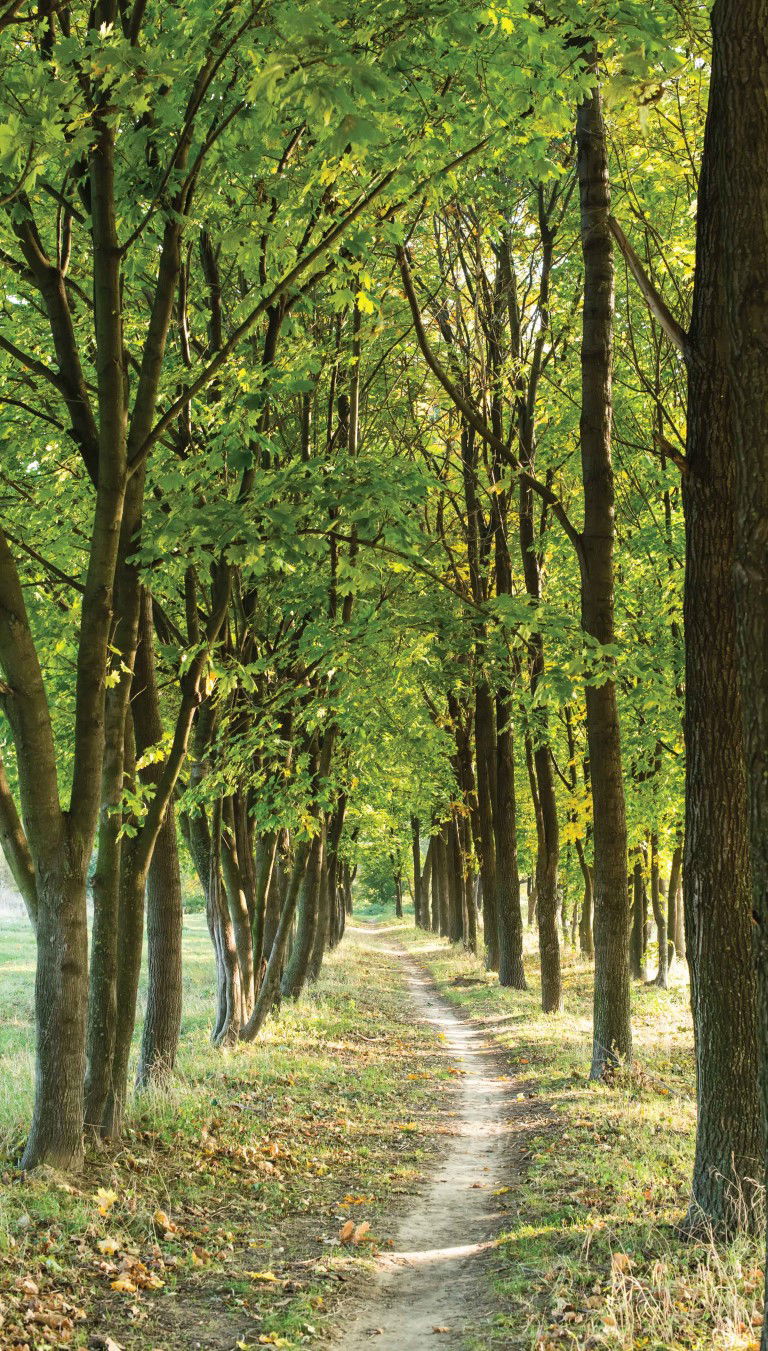https://cdn.warentuin.nl/media/catalog/product/S/C/SCAN8720966703624_bomen_pad_70x130cm_tuinschilderij_customize_it_e6d5.jpg