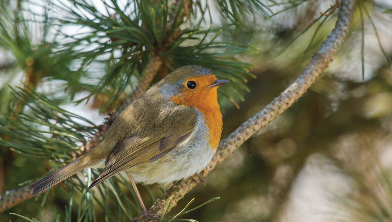 https://cdn.warentuin.nl/media/catalog/product/S/C/SCAN8720966703716_vogel_rood_130x70cm_tuinschilderij_customize_it_48fa.jpg