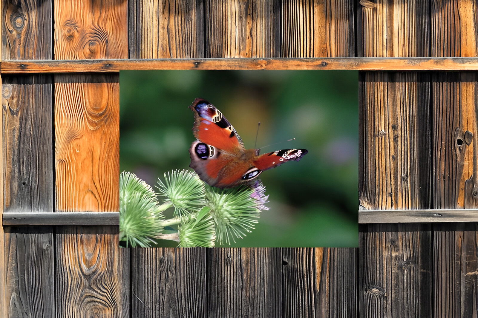 https://cdn.warentuin.nl/media/catalog/product/S/C/SCAN8720966703754_01_customize_it_tuinschilderijen_dagpauwoog_70x_c5d9.jpg