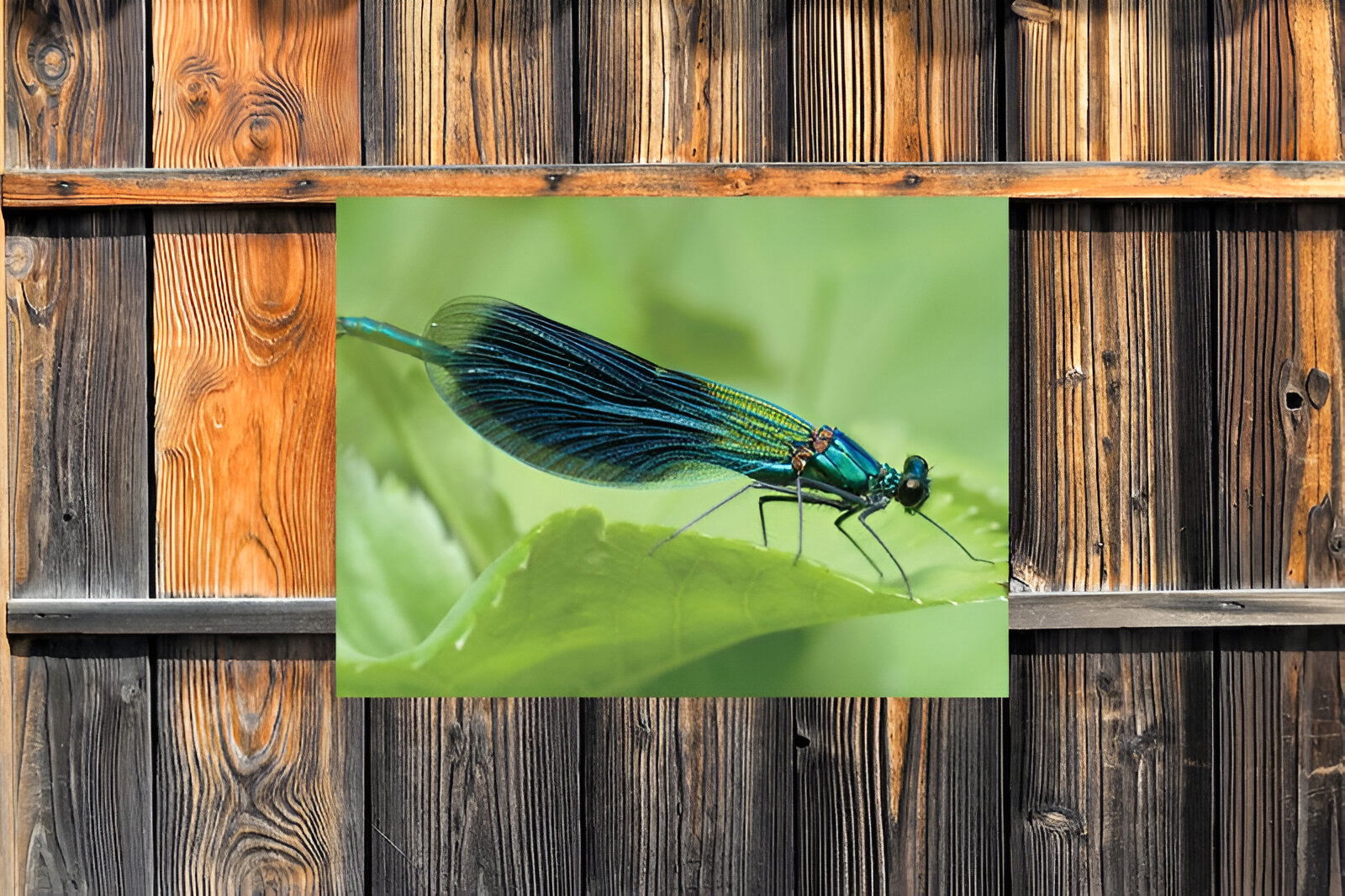https://cdn.warentuin.nl/media/catalog/product/S/C/SCAN8720966703785_01_customize_it_tuinschilderijen_libelle_70x50c_584a.jpg