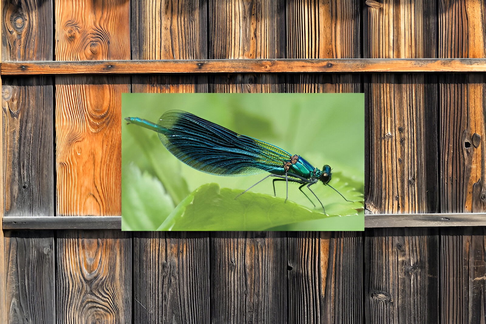 https://cdn.warentuin.nl/media/catalog/product/S/C/SCAN8720966703792_01_customize_it_tuinschilderijen_libelle_130x70_1792.jpg