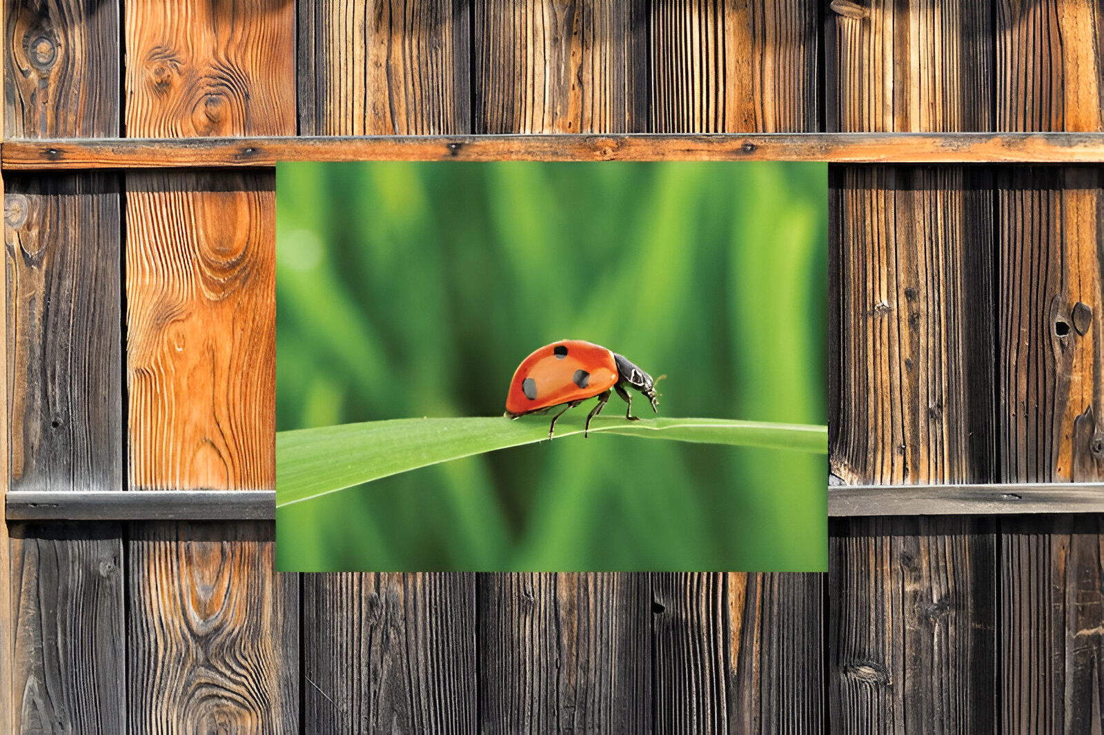 https://cdn.warentuin.nl/media/catalog/product/S/C/SCAN8720966703808_01_customize_it_tuinschilderijen_lieveheersbees_d341.jpg