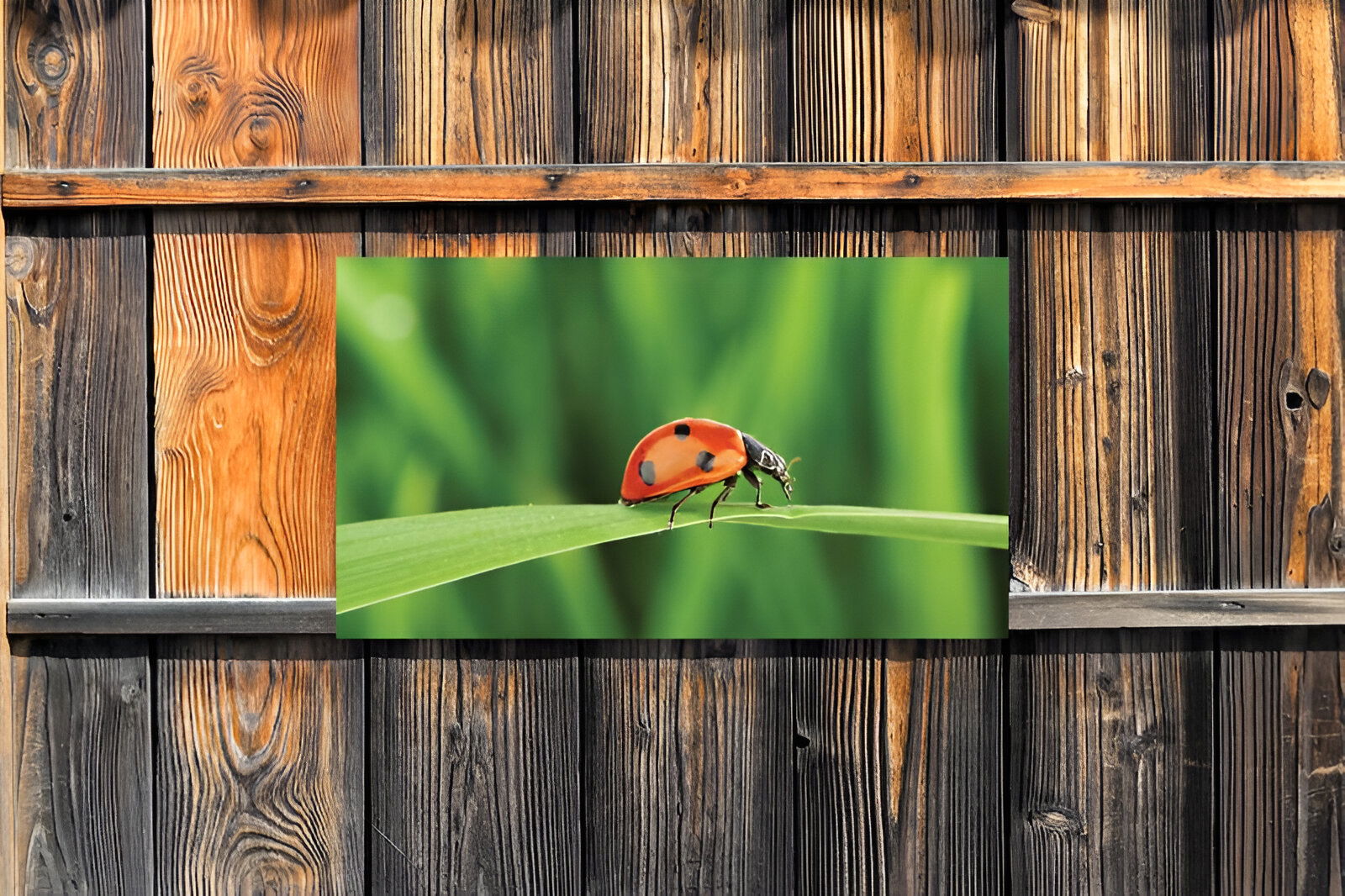 https://cdn.warentuin.nl/media/catalog/product/S/C/SCAN8720966703815_01_customize_it_tuinschilderijen_lieveheersbees_40a1.jpg