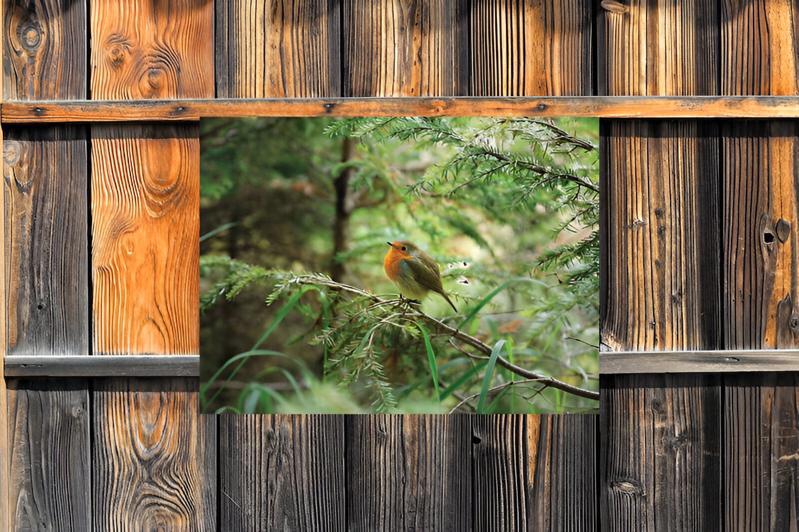 https://cdn.warentuin.nl/media/catalog/product/S/C/SCAN8720966704102_01_customize_it_tuinschilderijen_roodborst_70x5_c3f6.jpg