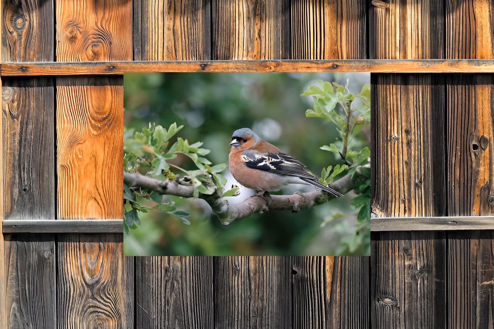 https://cdn.warentuin.nl/media/catalog/product/S/C/SCAN8720966704119_01_customize_it_tuinschilderijen_vink_mannetje__a985.jpg