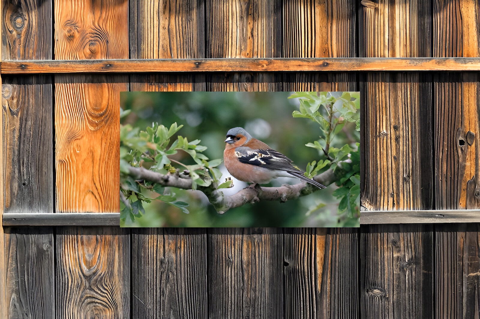 https://cdn.warentuin.nl/media/catalog/product/S/C/SCAN8720966704126_01_customize_it_tuinschilderijen_vink_mannetje__1030.jpg