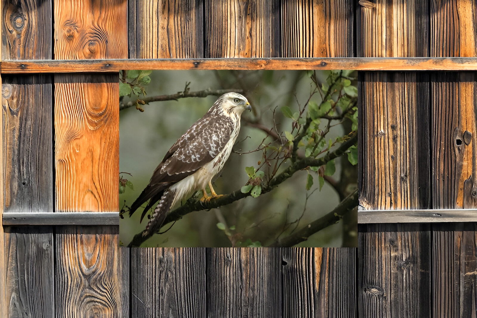 https://cdn.warentuin.nl/media/catalog/product/S/C/SCAN8720966704171_01_customize_it_tuinschilderijen_buizerd_70x50c_09d0.jpg