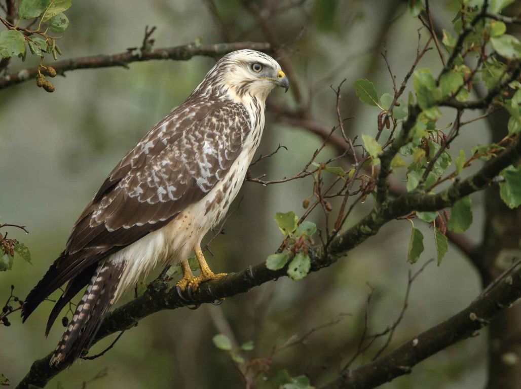 https://cdn.warentuin.nl/media/catalog/product/S/C/SCAN8720966704171_buizerd_70x50cm_tuinschilderij_customize_it_34ab.jpg