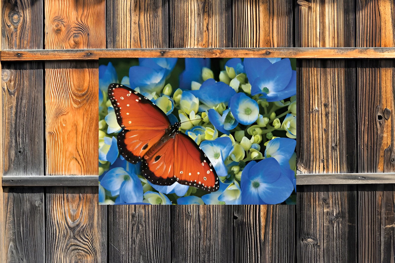 https://cdn.warentuin.nl/media/catalog/product/S/C/SCAN8720966704232_01_customize_it_tuinschilderijen_koningsvlinder_6fdc.jpg