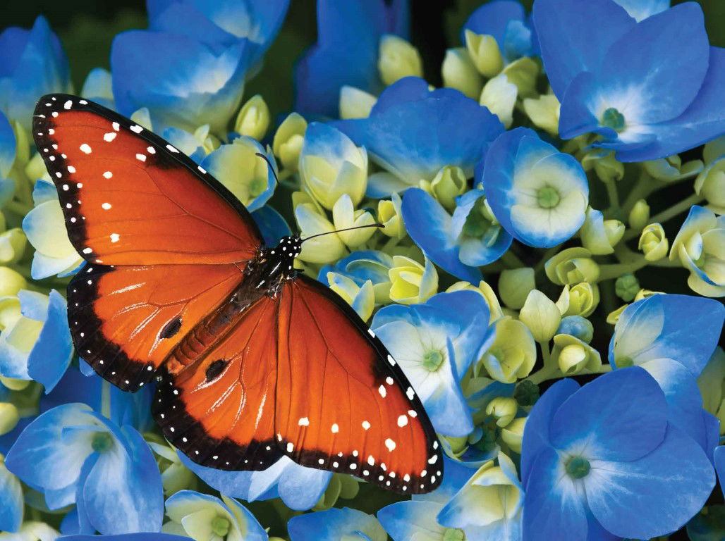 https://cdn.warentuin.nl/media/catalog/product/S/C/SCAN8720966704232_koningsvlinder_70x50cm_tuinschilderij_customize_it_4d40.jpg