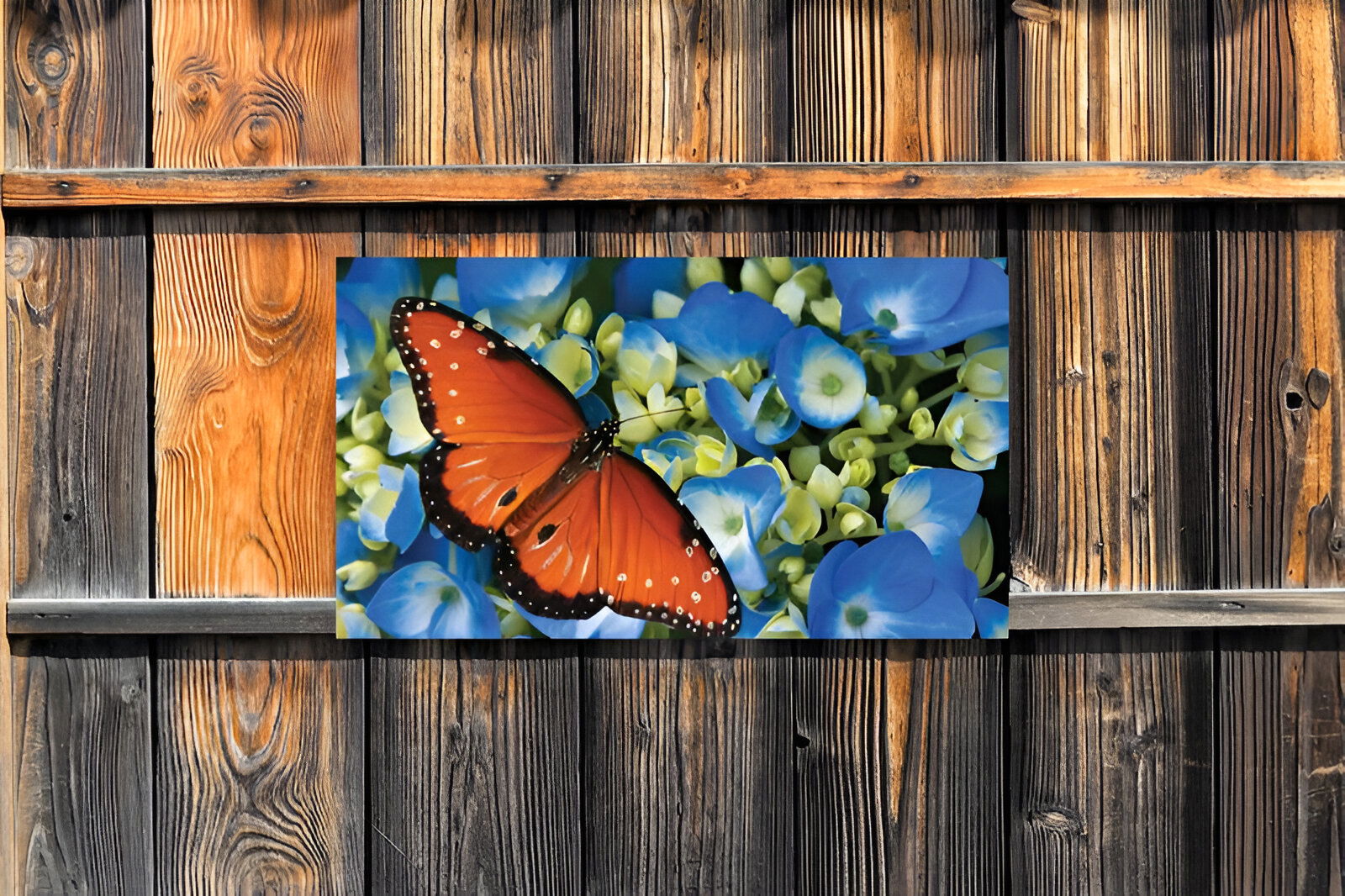 https://cdn.warentuin.nl/media/catalog/product/S/C/SCAN8720966704249_01_customize_it_tuinschilderijen_koningsvlinder_06a7.jpg