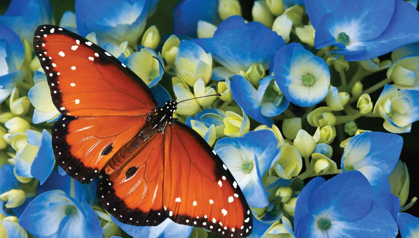 https://cdn.warentuin.nl/media/catalog/product/S/C/SCAN8720966704249_koningsvlinder_130x70cm_tuinschilderij_customize_it_067f.jpg