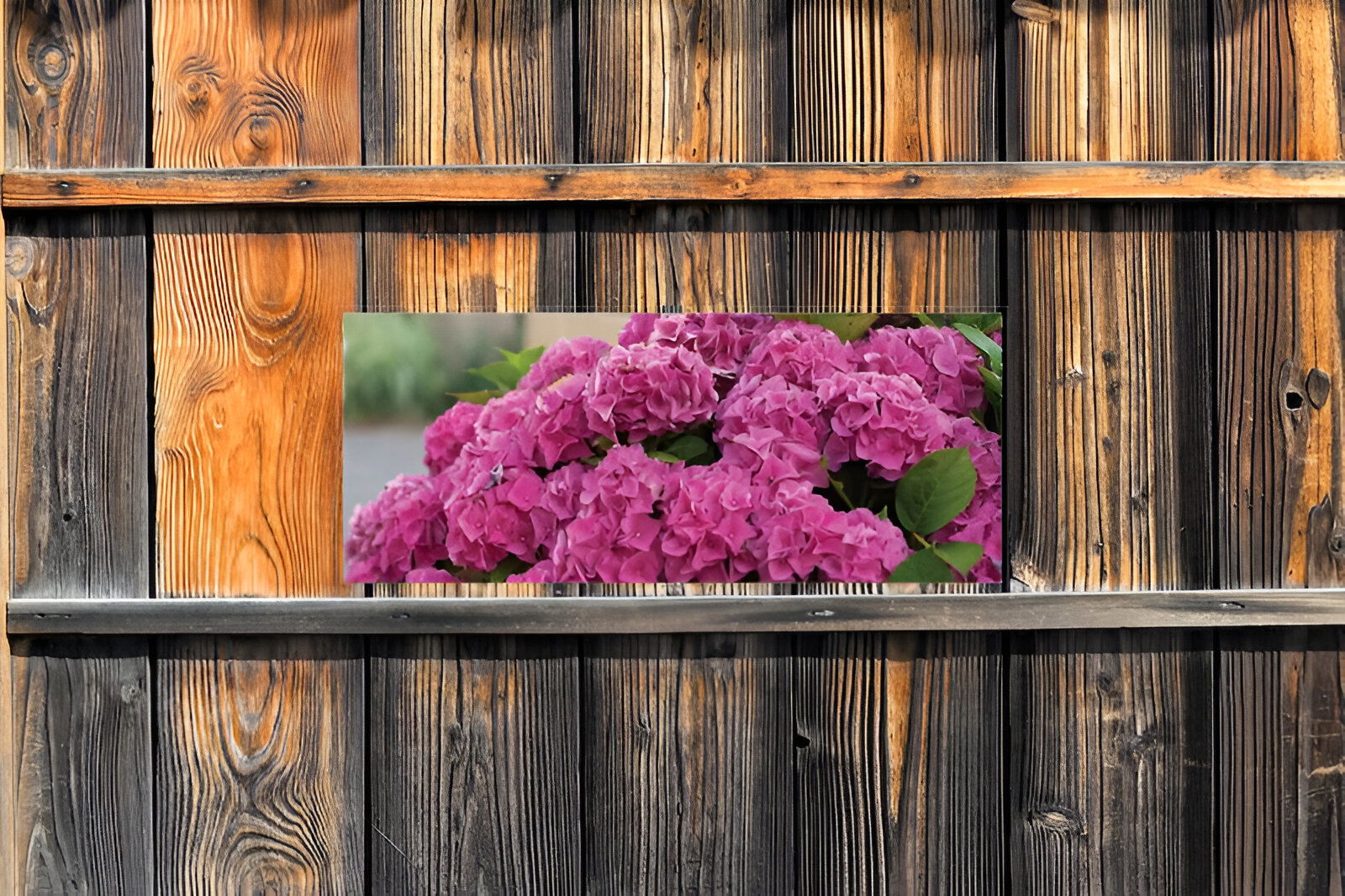 https://cdn.warentuin.nl/media/catalog/product/S/C/SCAN8720966704720_01_customize_it_tuinschilderijen_hortensia_roze_e8d5.jpg