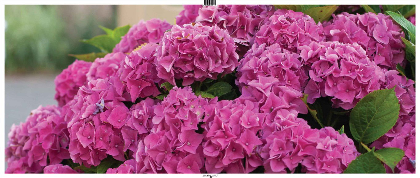 https://cdn.warentuin.nl/media/catalog/product/S/C/SCAN8720966704720_hortensia_roze_130x50cm_tuinschilderij_customize_it_fad6.jpg