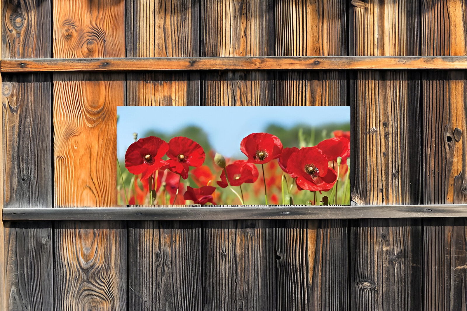 https://cdn.warentuin.nl/media/catalog/product/S/C/SCAN8720966704737_01_customize_it_tuinschilderijen_klaproosjes_13_2d62.jpg