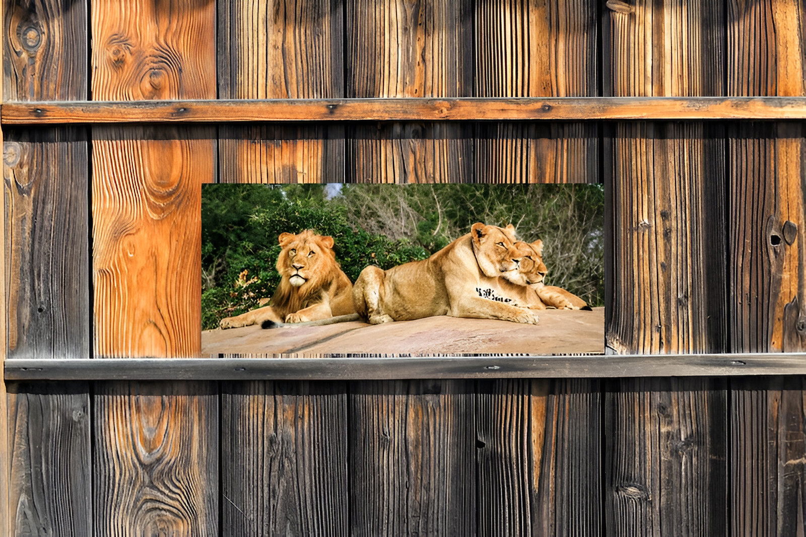 https://cdn.warentuin.nl/media/catalog/product/S/C/SCAN8720966704744_01_customize_it_tuinschilderijen_leeuwen_130x50_b8b4.jpg