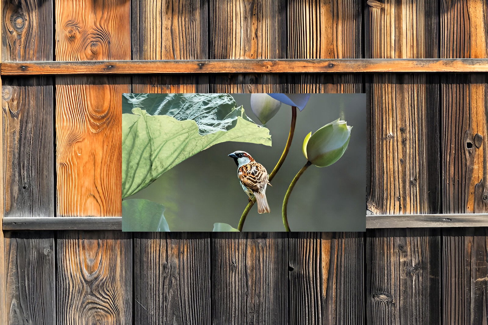 https://cdn.warentuin.nl/media/catalog/product/S/C/SCAN8720966704768_01_customize_it_tuinschilderijen_lotus_mus_130x_8136.jpg