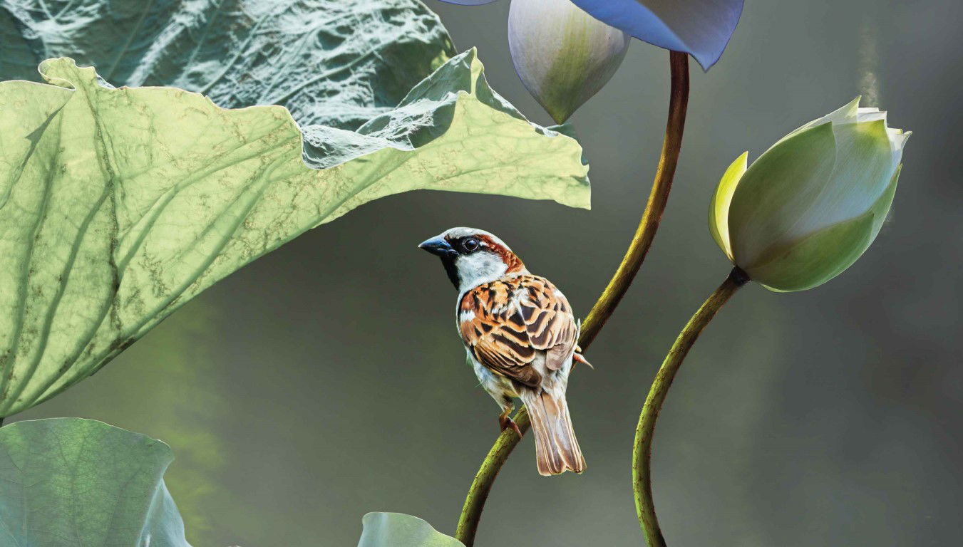 https://cdn.warentuin.nl/media/catalog/product/S/C/SCAN8720966704768_lotus_mus_130x70cm_tuinschilderij_customize_it_1465.jpg