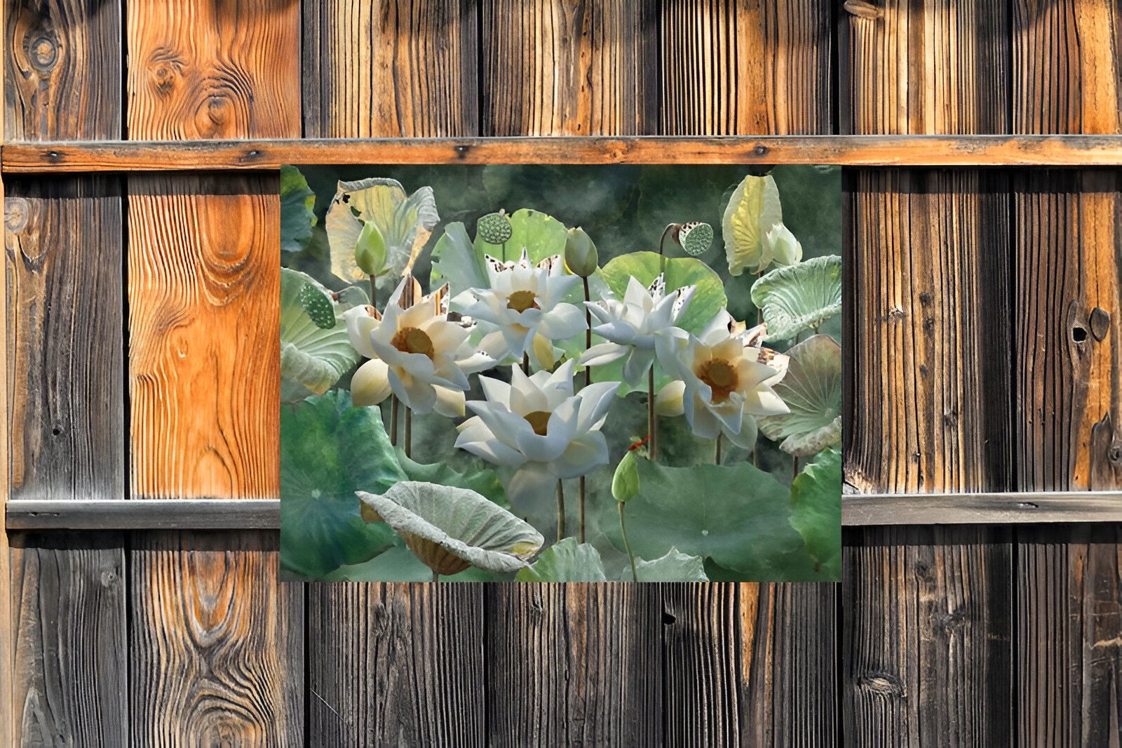 https://cdn.warentuin.nl/media/catalog/product/S/C/SCAN8720966704782_01_customize_it_tuinschilderijen_lotusbloemen_7_6141.jpg