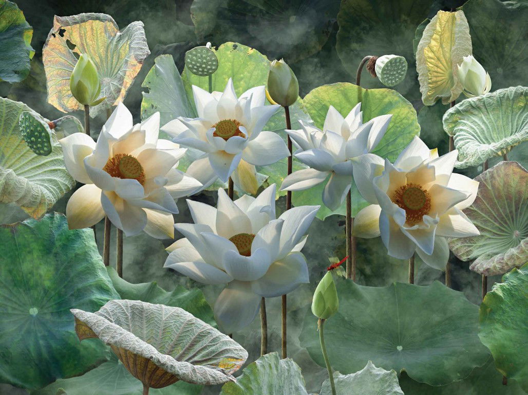 https://cdn.warentuin.nl/media/catalog/product/S/C/SCAN8720966704782_lotusbloemen_70x50cm_tuinschilderij_customize_it_20e6.jpg
