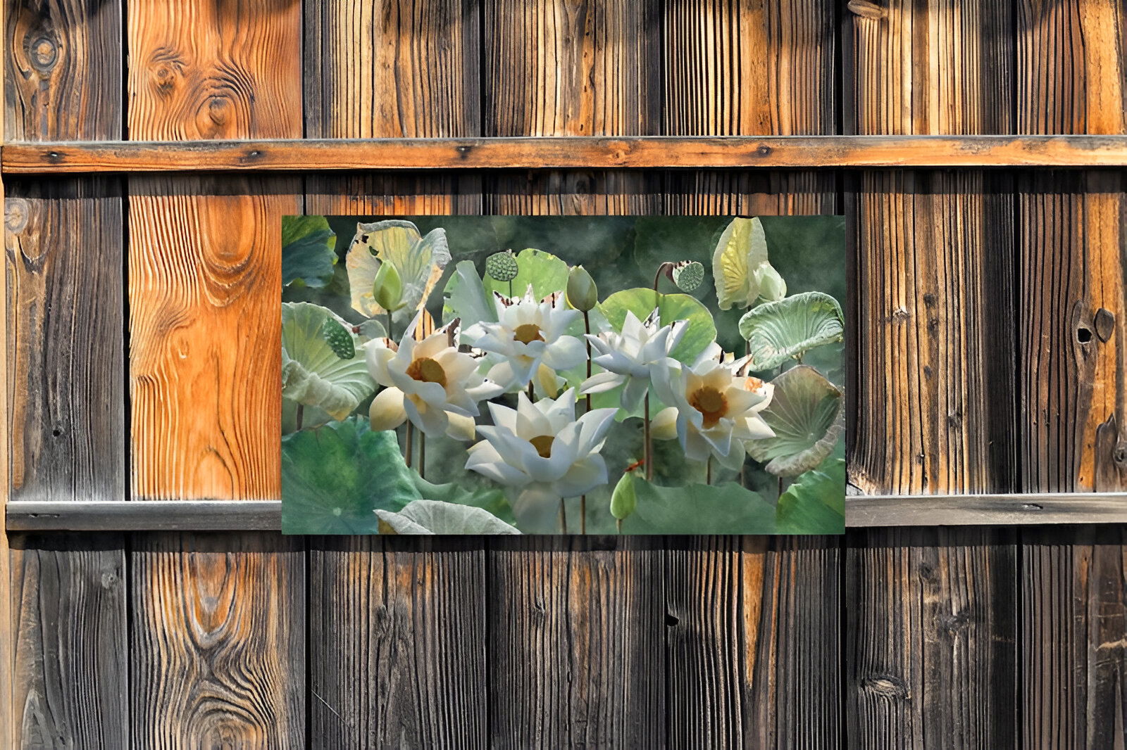 https://cdn.warentuin.nl/media/catalog/product/S/C/SCAN8720966704799_01_customize_it_tuinschilderijen_lotusbloemen_1_5cf2.jpg