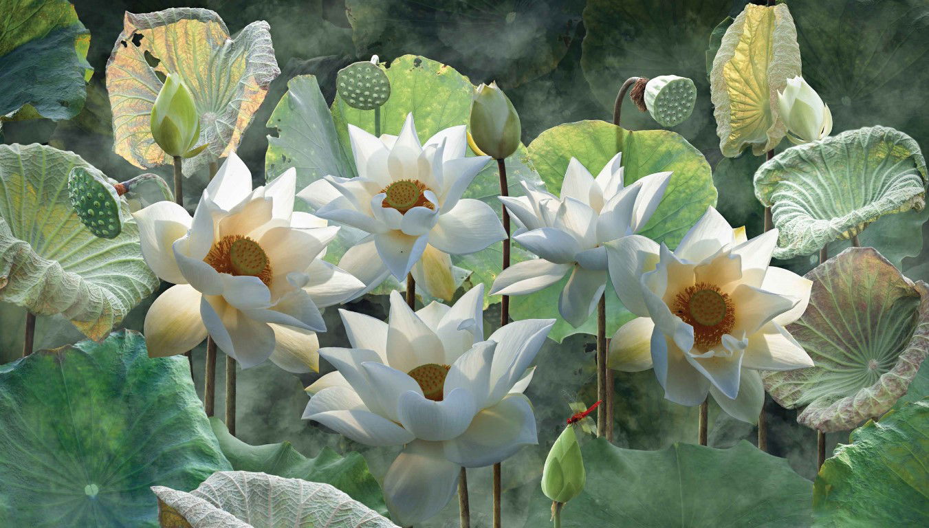 https://cdn.warentuin.nl/media/catalog/product/S/C/SCAN8720966704799_lotusbloemen_130x70cm_tuinschilderij_customize_it_d901.jpg