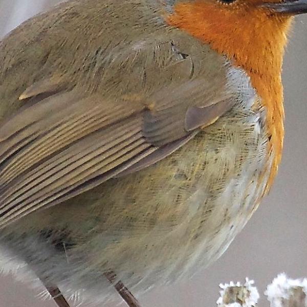 https://cdn.warentuin.nl/media/catalog/product/S/C/SCAN8720966704881_01_tuinschilderij_roodb_winter_70x50_customize_it_0f4c.jpg