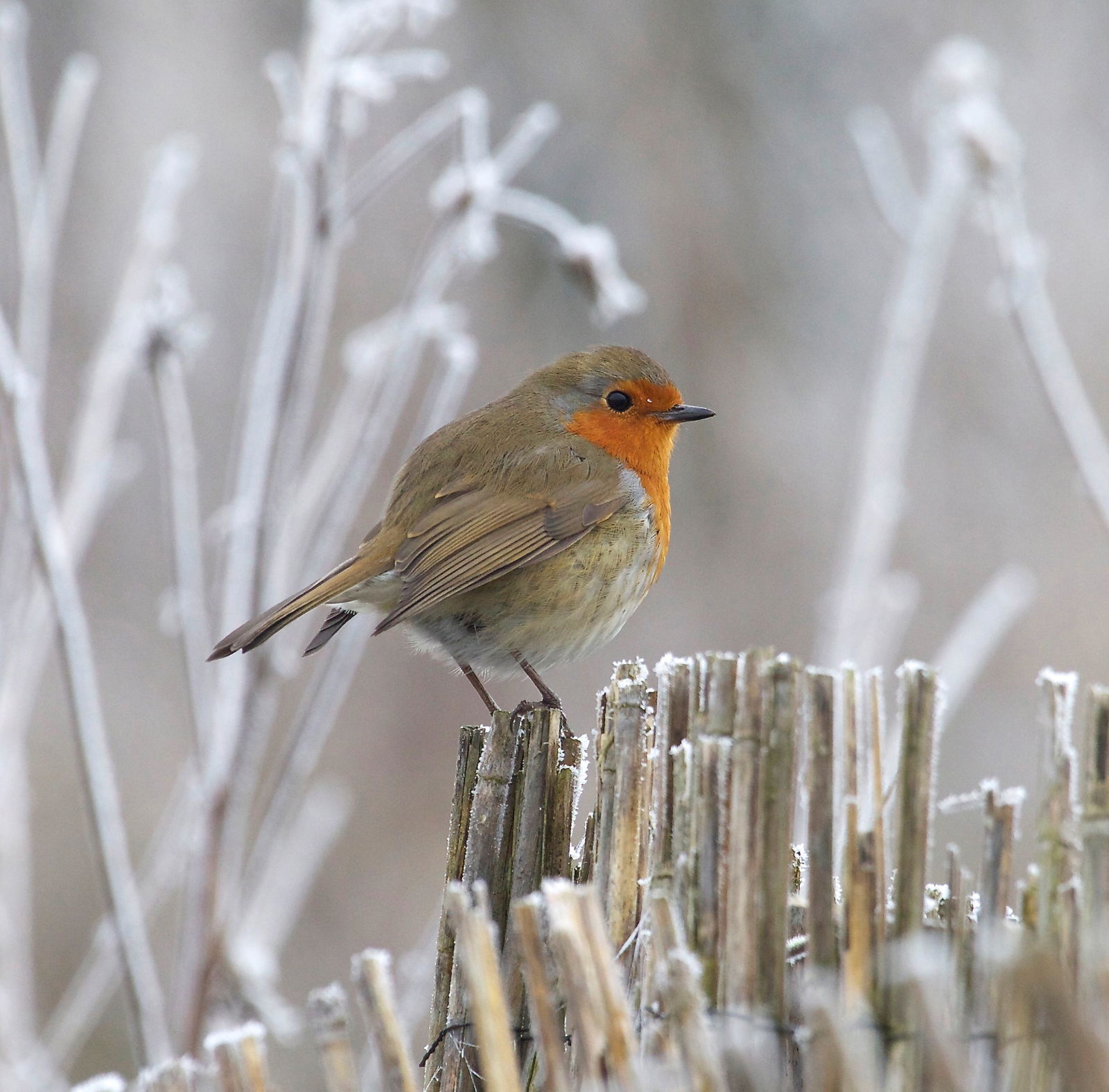 Customize it Tuinschilderij roodb winter 130x70 - 
