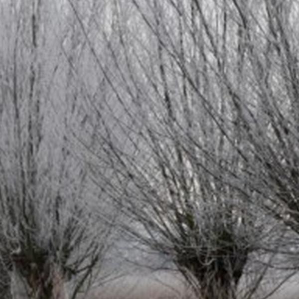 https://cdn.warentuin.nl/media/catalog/product/S/C/SCAN8720966704911_01_tuinschilderij_knotw_winter_130x70_customize_it_ffc7.jpg