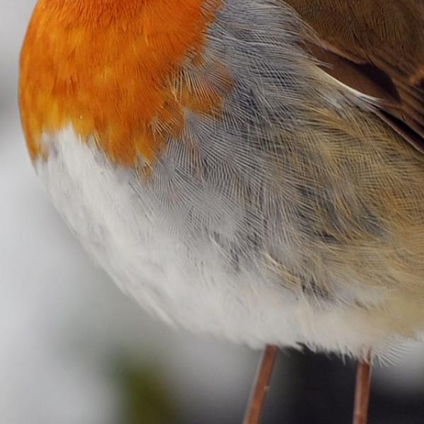 https://cdn.warentuin.nl/media/catalog/product/S/C/SCAN8720966704935_01_tuinschilderij_roodb_sneeuw_130x70_customize_it_bcd0.jpg