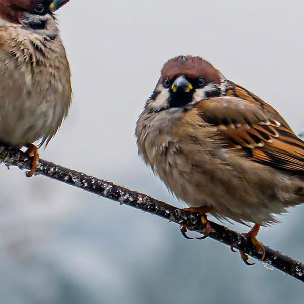 https://cdn.warentuin.nl/media/catalog/product/S/C/SCAN8720966704980_01_tuinschilderij_musjes_winter_130x70_customize_it_2eee.jpg