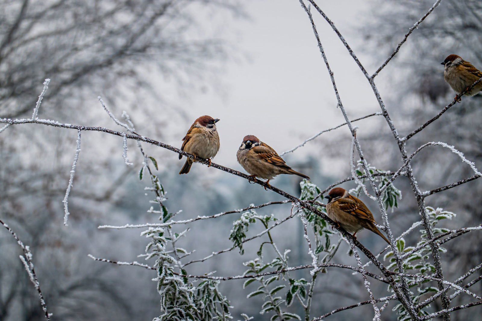 https://cdn.warentuin.nl/media/catalog/product/S/C/SCAN8720966704980_tuinschilderij_musjes_winter_130x70_customize_it_0110.jpg